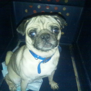 お見合いの為、募集停止します