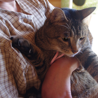 存在感大！大きくて可愛いキジトラ