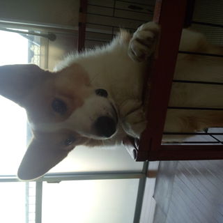 新しい家族の元へ行きました。沢山の応募ありがとうございました