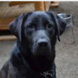 黒のラブラドール