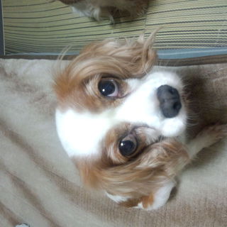 大人しいキャバリア