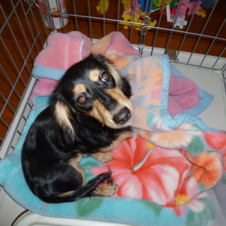 可愛いカニンヘンダックスの子犬