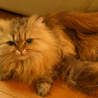 里親募集します