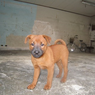 琉球犬のミックス