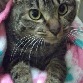 甘えん坊のキジトラ