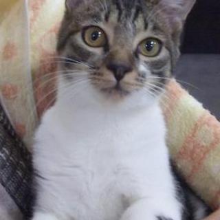 スリスリのサバ白くん♪