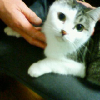 猫の里親さま決まりました。