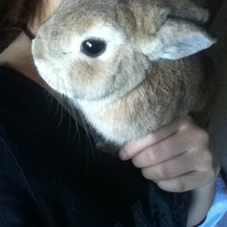 ピーターラビット里親募集！(募集一旦停止中)