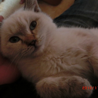 可愛い仔猫の里親募集！