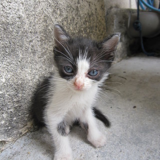 里親さんになってください！