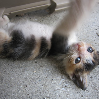 里親さん募集中！