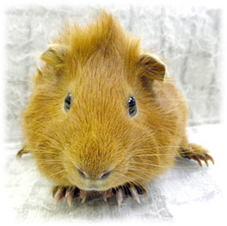 ありがとうございます