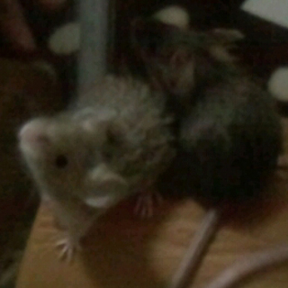 ロングヘアーマウス、マウス（白）