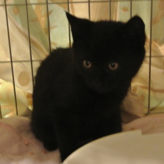 かわいいクロちゃん　2ヵ月