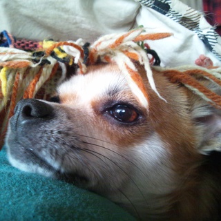 里親さんが決定しました。ありがとうございました