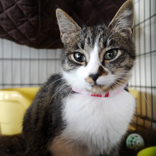 フレンドリー子猫　里親募集