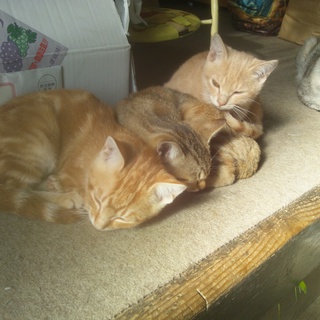 子猫雄×2雌1かわいがってください