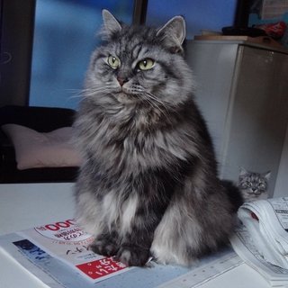 スコティッシュフォールド女の子