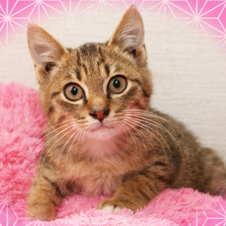 純な僕をよろしく･･･