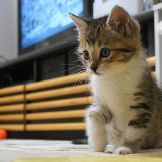 人懐っこい犬懐っこい　さくらちゃん・・・たくさんの方にご応募いただき選考しているため