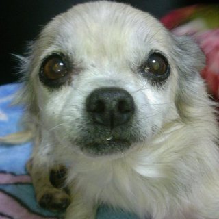 迷子のワンちゃんを助けてください！