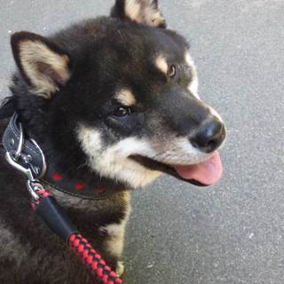 すてきな優しい里親さん見つかりました。ありがとうございます。