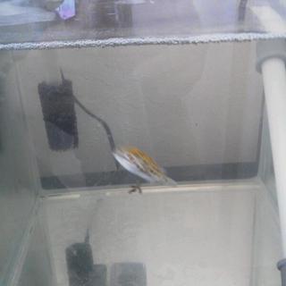 至急お願いします