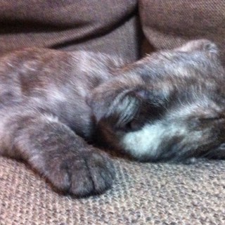 耳折れ子猫ちゃん♪