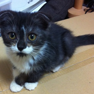 耳折れ子猫ちゃん♪２