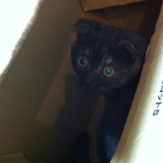 耳折れ子猫ちゃん♪3 皆様素敵な方でした♪信頼できる方に決定いたしました！ありがとうございました！