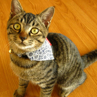 キジトラの男の子