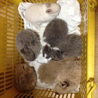 【一旦募集停止】１匹からでも♪最大７羽の多頭募集します(沙*･ω･)