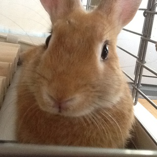 《里親様決まりました！》早急に里親さんを探しております