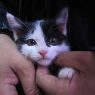 タヌキなみわたろー