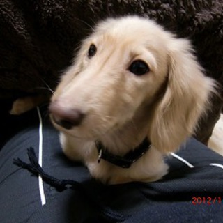 ミニチュアダックスを育てていただける方