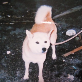 助けてください・・・車上生活の柴犬１０歳の女の子