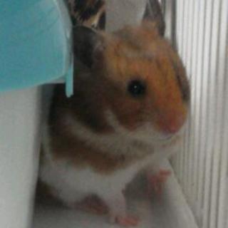 至急お願いします