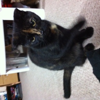 おてんばちゃんです。