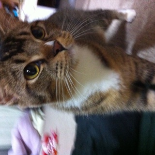 フワフワです。