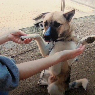 優しい仔で人間が好きみたいです！