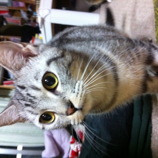 アメショーみたいです。