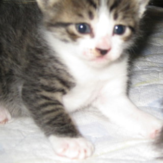 可愛いキジ白の子猫たちの里親さんを募集します