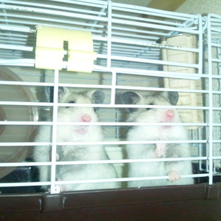 ハムスター(２ヶ月)