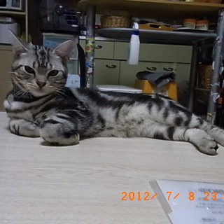 可愛がってください