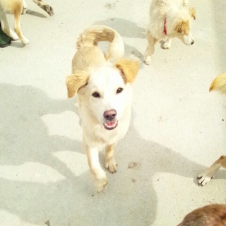 MIX８ヶ月くらいの男の子２