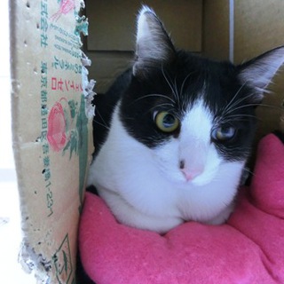 「みくくん（仮名）」6ヶ月オス