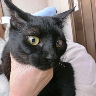 「黒ちゃん（仮名）」メス・６ヶ月