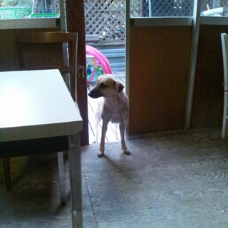 陽気なタンポポ