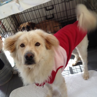 りんごとあんず姉妹