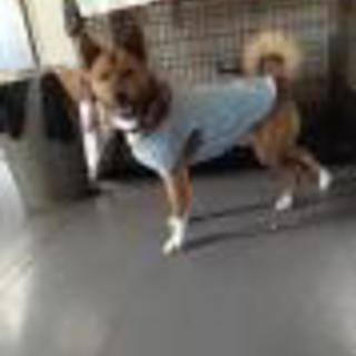 わがまま、わがちゃん